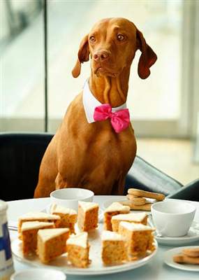 I get so lonely sometimes i wear pretty dresses and have tea parties with my two dogs.